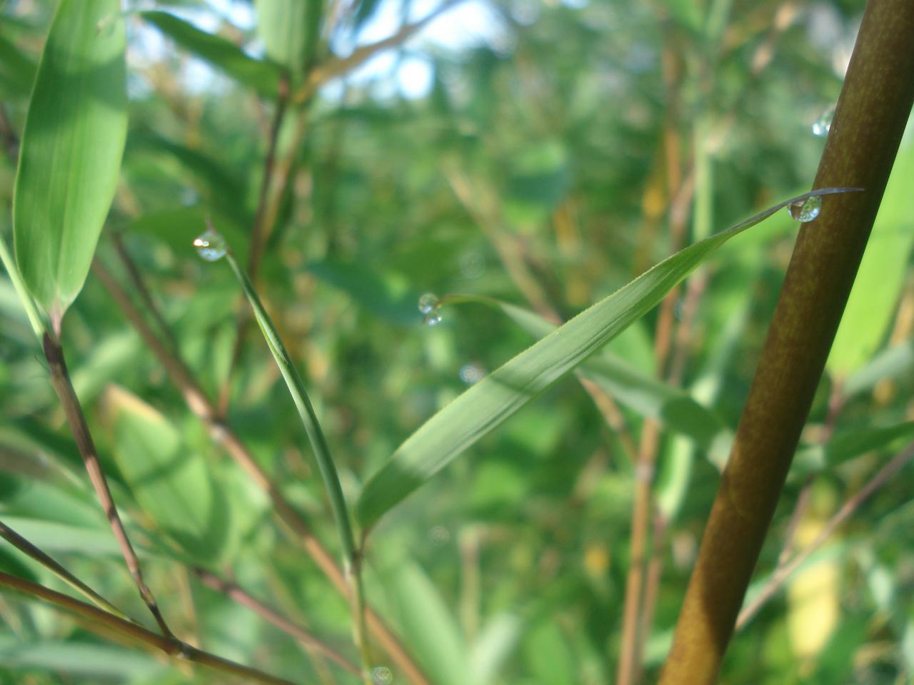 trois gouttes d'eau sur un bambou