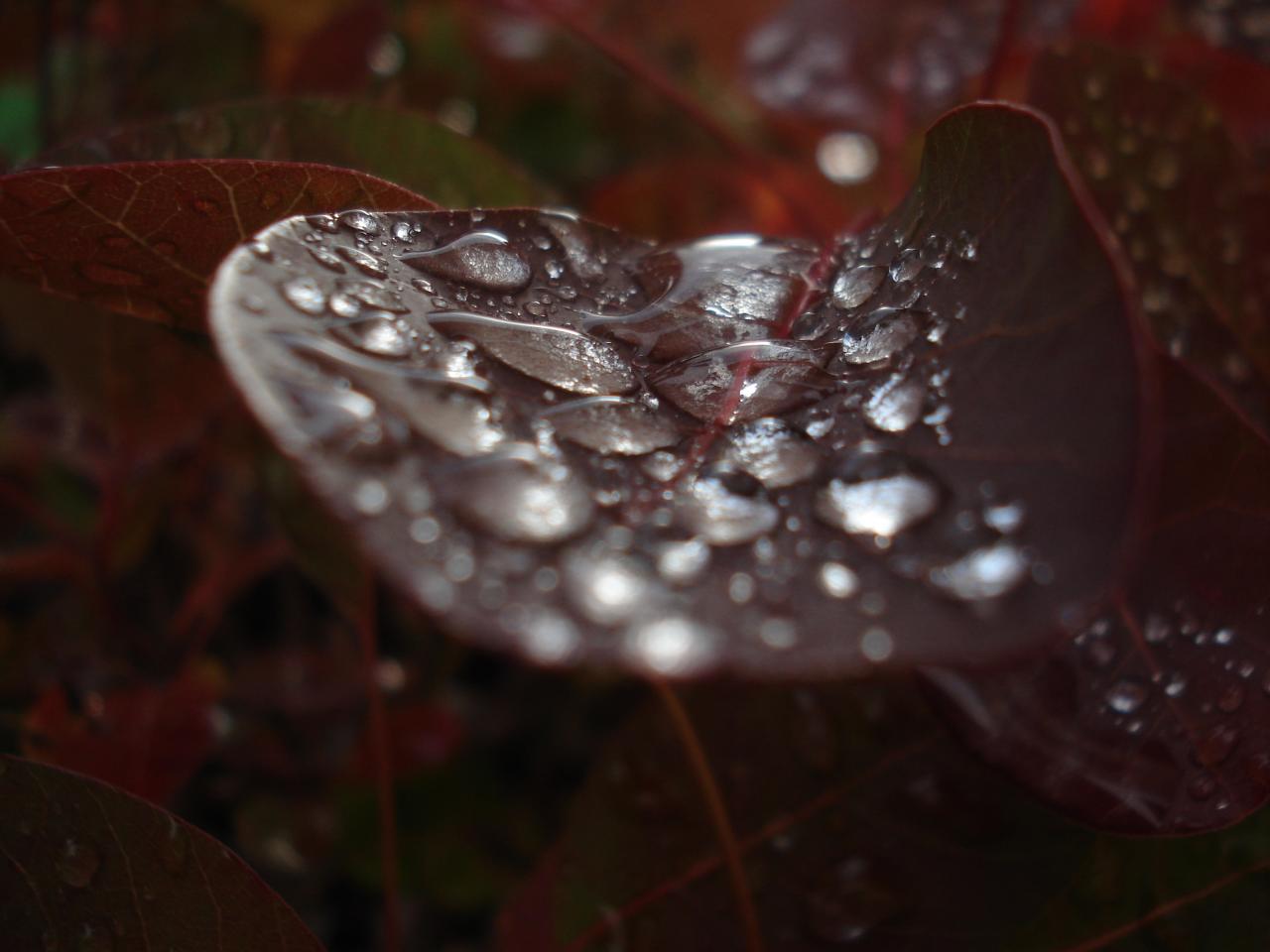 cotinus sous la pluie