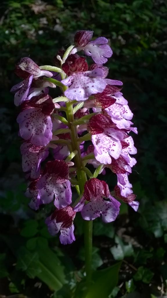 ombre et orchis