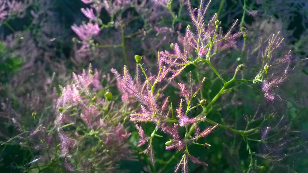 fleur de cotinus