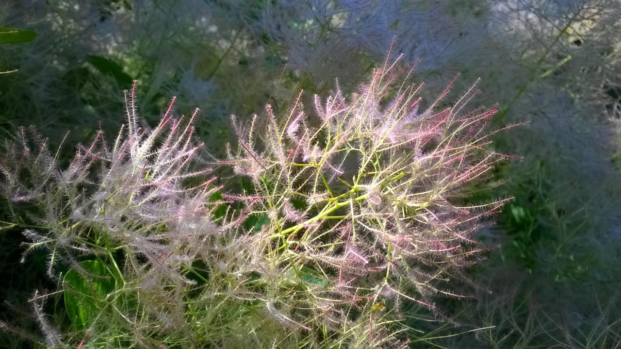 fleur de cotinus