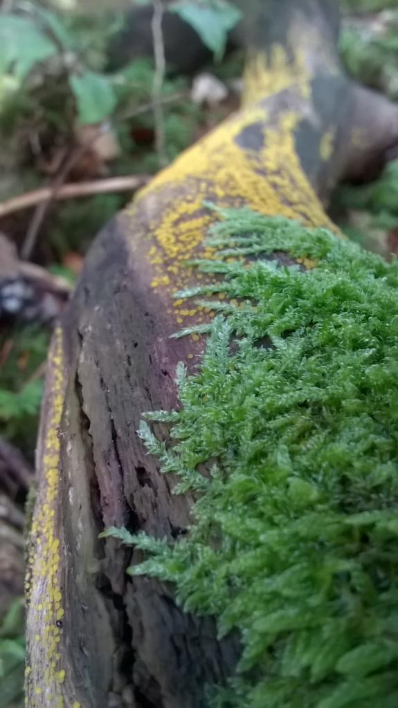 souche d'arbre et champignons