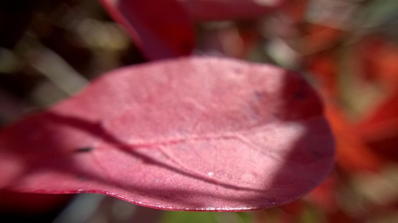 cotinus en été